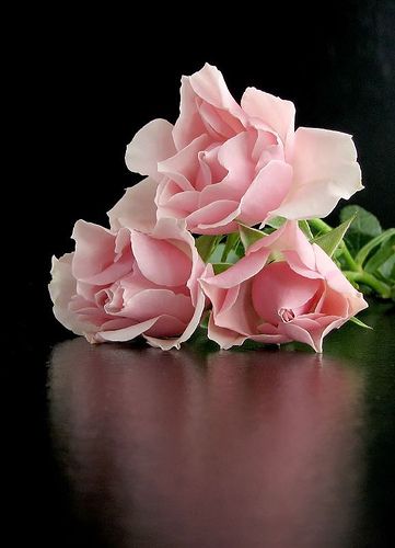 da7413526d953fac4706cf6e7236b98b rose flowers pink roses