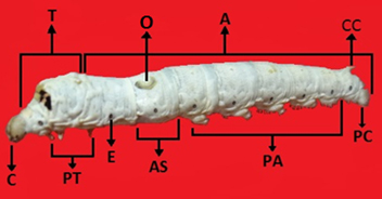 Anatomia Externa da lagarta